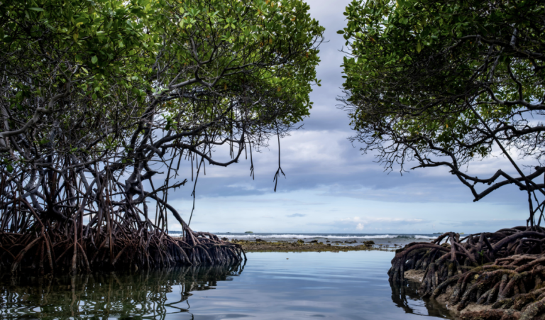 Wetlands are disappearing three times faster than forests – Forestry Commission